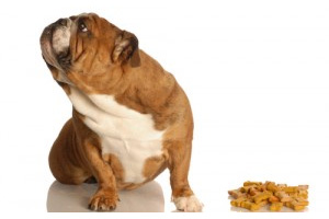 Is your dog a fussy eater?